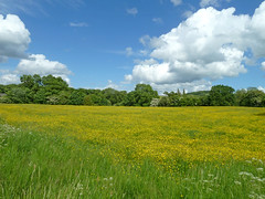 Field at Menston
