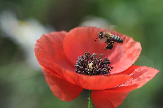 poppy and the bee