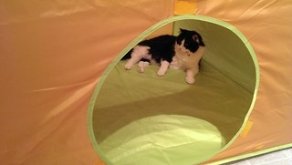 Josie hanging out in the twin's play tent