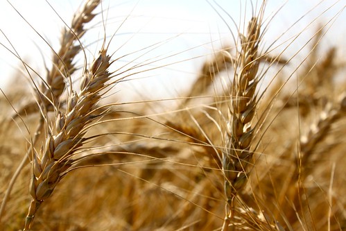 Good lookin' wheat!