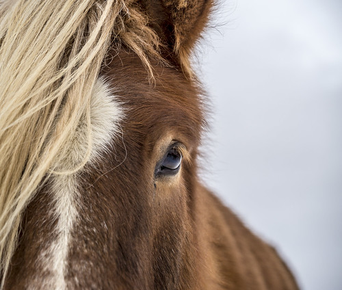 Icelandic horse stare