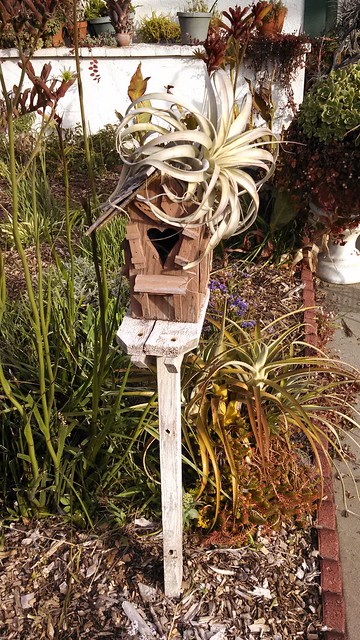 Bromeliad on a Bird House