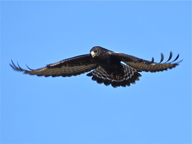 Dark Morph Rough-legged Hawk near Downs, IL