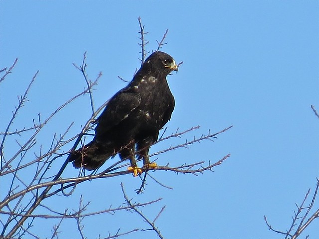 Adult Dark Morph Rough-legged Hawk near Downs, IL 09