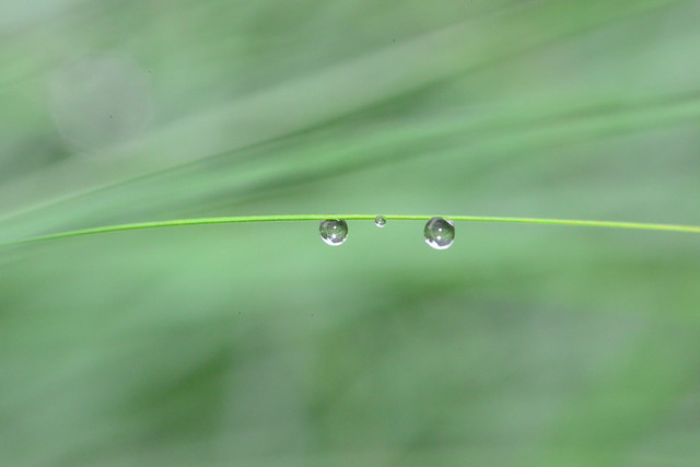 Dewdrops on Fountain Grass