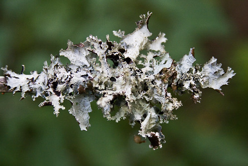 Arrowshaped Lichen