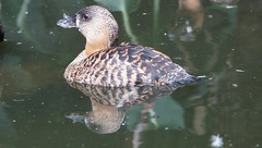 White Backed Duck