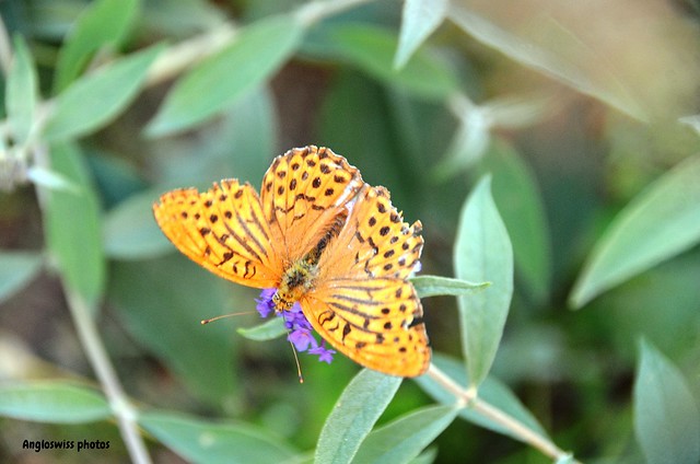 Fritellary Butterfly