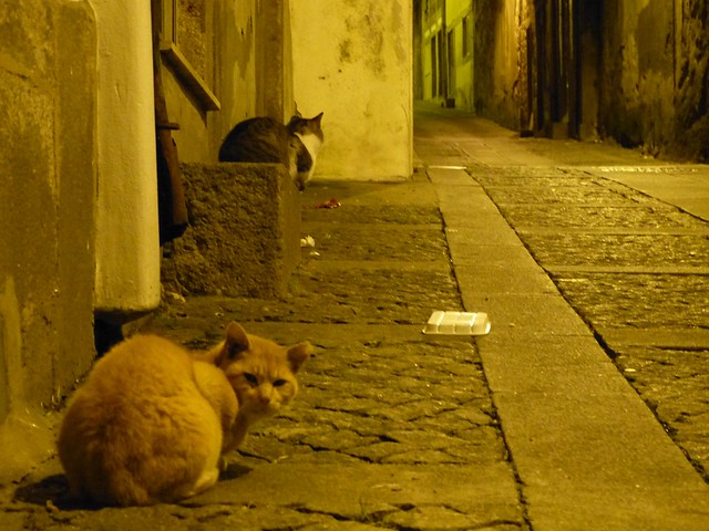 Kissoja Portossa