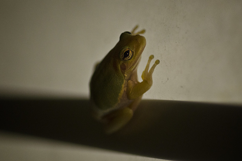 windowfrog