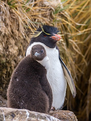 Birds of the Falkland Islands