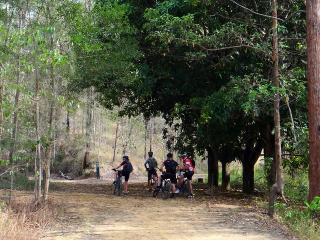 Mango Tree, Wamuran Rail Trail