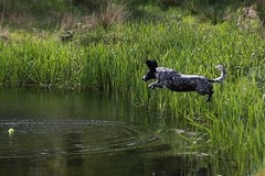 Pond Dog