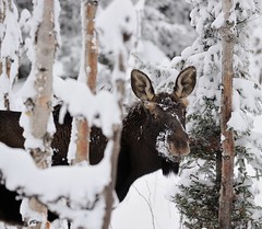 Orignial / Moose