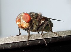 Oriental latrine fly 