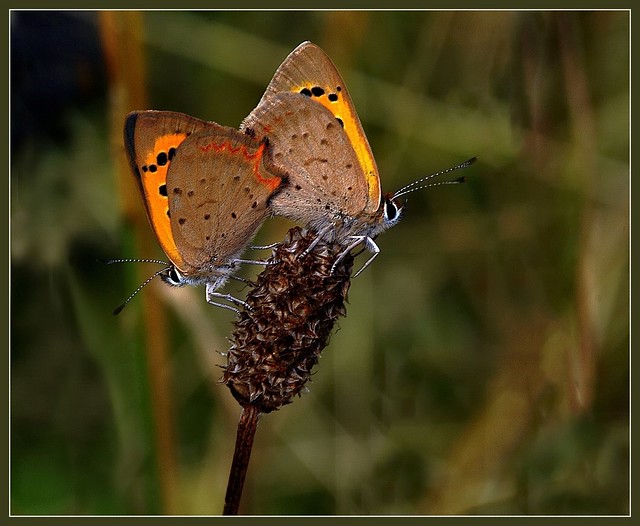 Small Coppers pairing