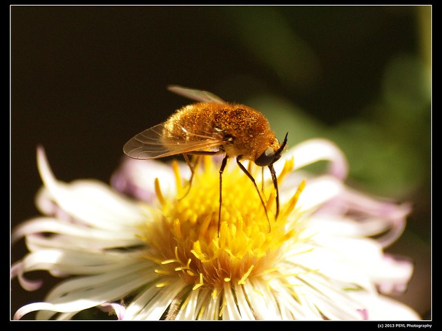Bee fly (Bombyliid sp.)