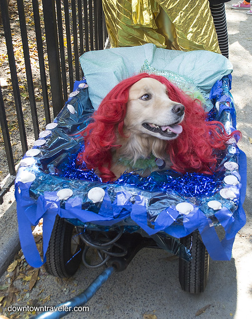 Halloween Dog Costume_The Little Mermaid_Lilly Golden Retriever