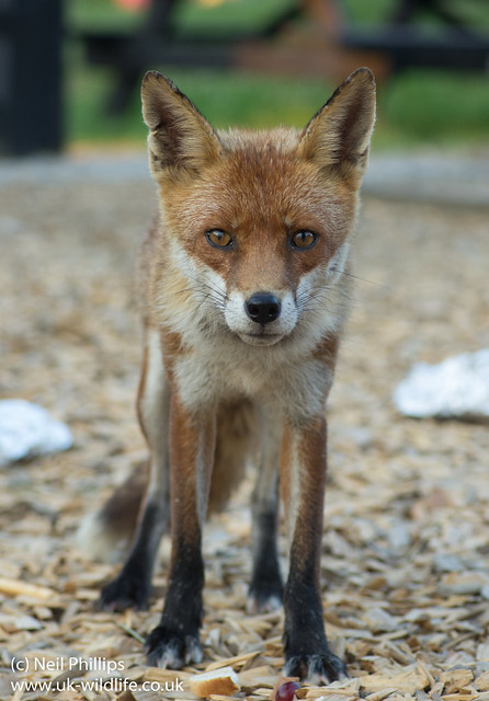 red fox_-4