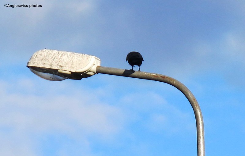 Crow on a Lamp Post in Feldbrunnen