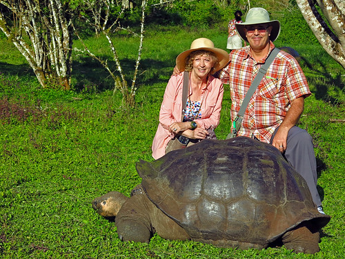 Giant Tortoises Santa Cruz Galapagos