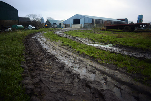 Muddy Yard