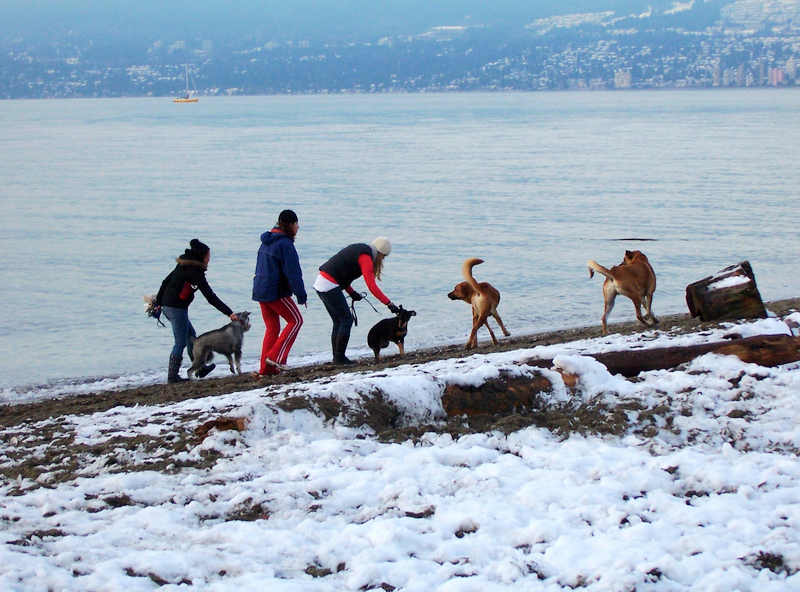 雪后海滩的人们-温哥华Kitsilano_图1-6