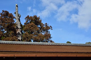 Japanese cypress bark roof and blue sky.