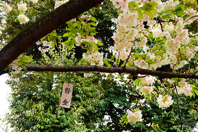 大阪造幣局 櫻花