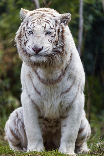 Sitting white tiger by Tambako the Jaguar