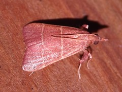 Snout Moths - Family Pyralidae