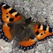 Schmetterling obrist-impulse