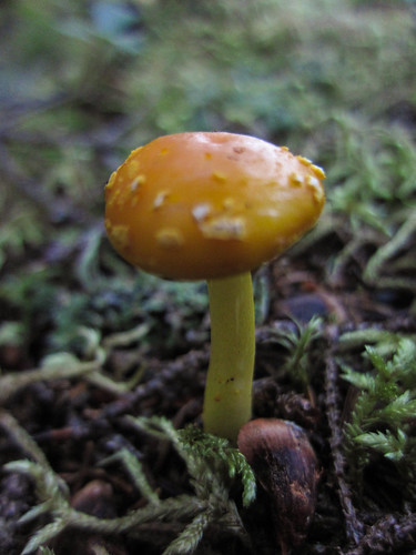 cute mushroom 1