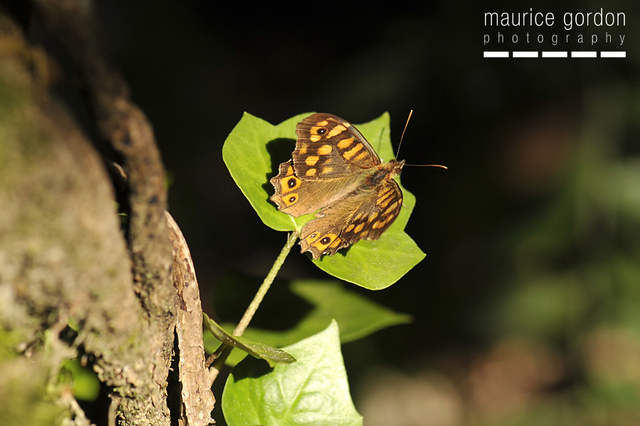 speckled-wood_DSC4325