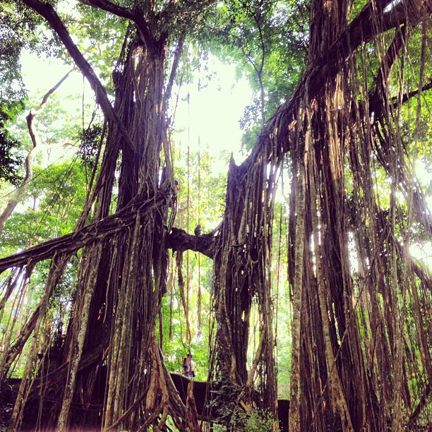 The magnificent trees of monkey temple. #ubud #travel #bali #indonesia