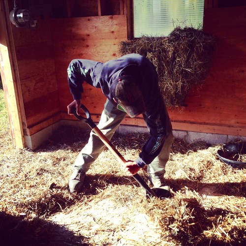 shoveling a barn