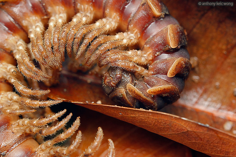 Coiled up flat-backed millipede