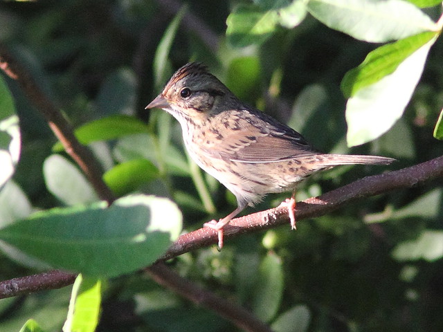 Lincoln's Sparrow 20131016