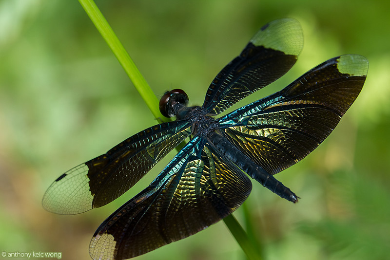 Beautiful metallic blue-winged dragonfly, Rhyothemis sp (Libellulidae)
