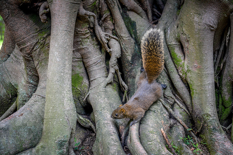 Squirrel in the Peace Park