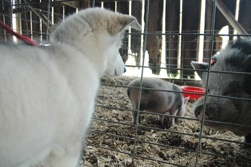 a dreary day at the pumpkin patch with frida and pigs and goats and rabbits, oh my! II.