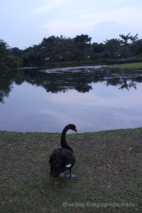 Black Swans at the Singapore Botanical Gardens