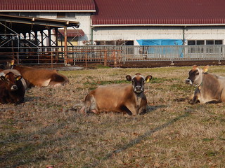 共進牧場の牛 by wishigrow
