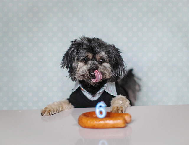 1/12- Teddy- Birthday Sausage!
