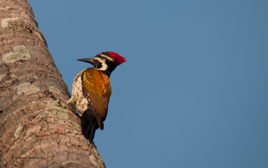 Goldenback-Woodpecker