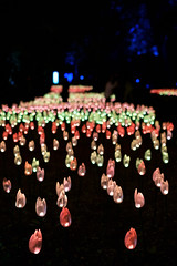 Enchanted Forest of Light - Descanso Gardens