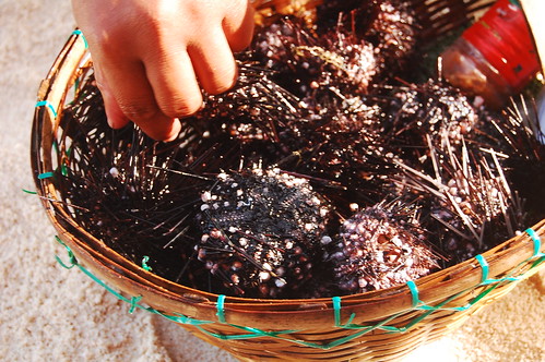 Sea Urchins on White Island Camiguin