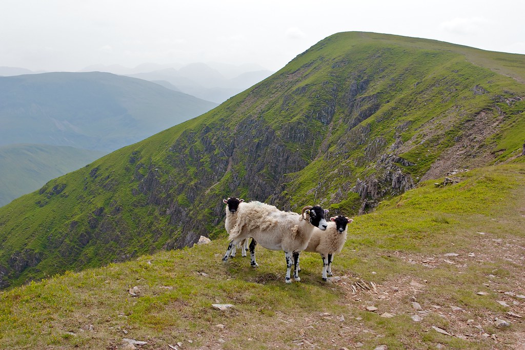 Sheep on Wandope