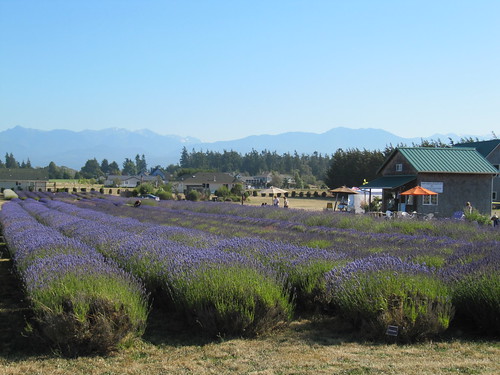 lavender fields Sequim by Southworth Sailor