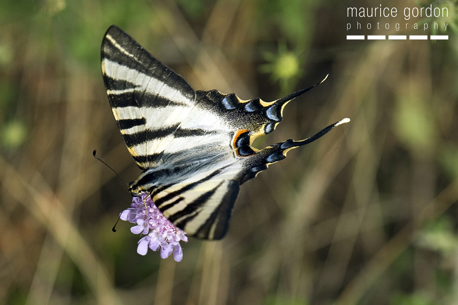 scarce swallowtail-ceret_DSC4700